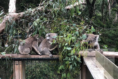 Phillip Island Penguins Private Tour - Accommodation Sydney 3
