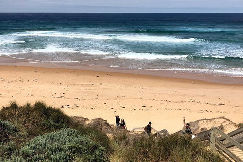 Phillip Island Penguins Private Tour - Accommodation Sydney 4