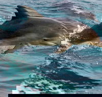 1.5HR Mudjimba Island Wildlife Safari - Accommodation Sydney