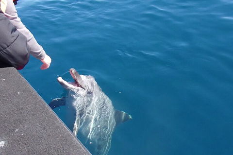Noosa Wild Dolphin Safari - Sydney 4u 0