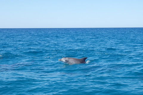Noosa Wild Dolphin Safari - Sydney 4u 1