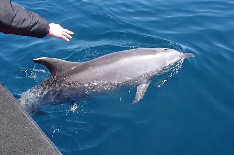 Noosa Wild Dolphin Safari - Sydney 4u 2