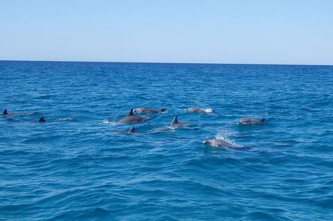 Noosa Wild Dolphin Safari - Sydney 4u 3