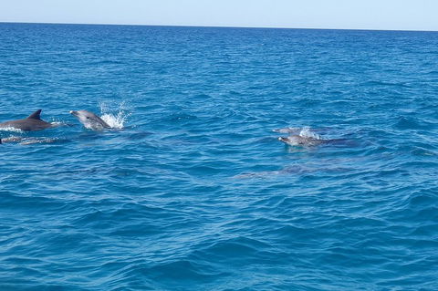 Noosa Wild Dolphin Safari - Sydney 4u 4