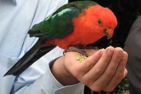 O'Reilly's & Lamington National Park From Brisbane - Sydney 4u 1