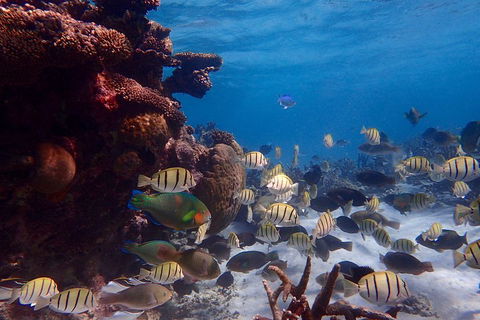 Lagoon Explorer - Ningaloo Reef Full-Day Kayaking And Snorkeling Adventure - Sydney 4u 2