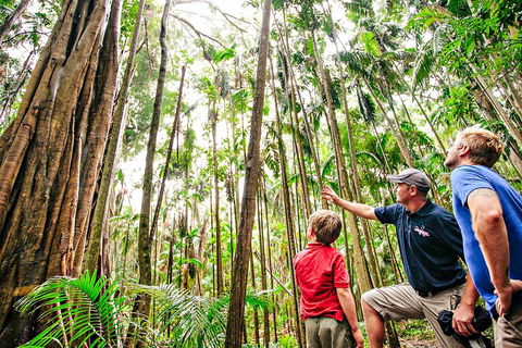 Natural Bridge & Springbrook Waterfalls Tour + Hot Air Balloon With Breakfast - Sydney 4u 5