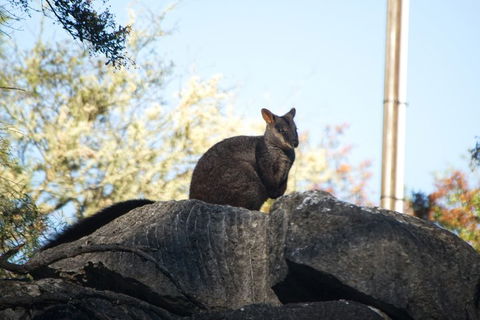 The Explorers' Discovery Tour - Gold, Wine & Wildlife - Sydney 4u 4