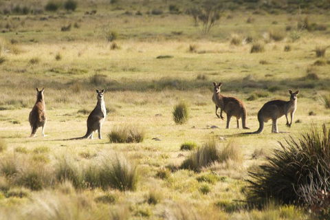 The Explorers' Discovery Tour - Gold, Wine & Wildlife - Sydney 4u 5