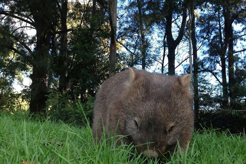 From The Mountains To The Bay - 4 Day Rediscovery Private Tour - Sydney 4u 5