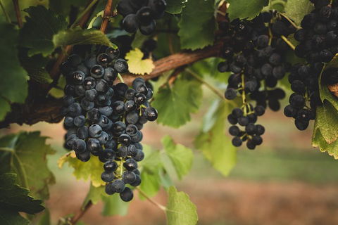 Hideaway Private Tours Hunter Valley- Indulgence Wine Tour (Full Day) - Accommodation Sydney 3