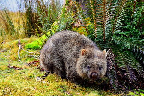 Mt Field National Park And Russell Falls From Hobart - Accommodation Sydney 1