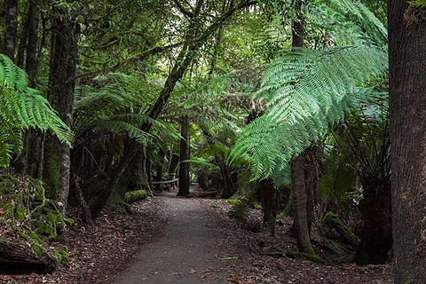 Mt Field National Park And Russell Falls From Hobart - Accommodation Sydney 3