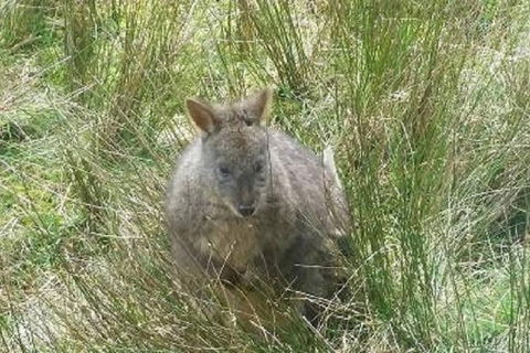 Leven Canyon Day Trip Including Wings Wildlife Park Or Gunns Plains Caves - Sydney 4u 3
