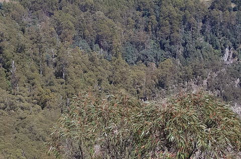 Leven Canyon Day Trip Including Wings Wildlife Park Or Gunns Plains Caves - Sydney 4u 4