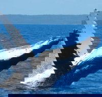 Mooloolaba Whale Watching Tour - Accommodation Sydney