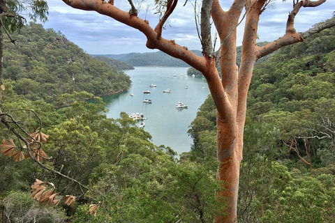 Shore Excursion: Sydney's Northern Beaches & Ku-ring-gai National Park Bus Tour - Accommodation Sydney 1