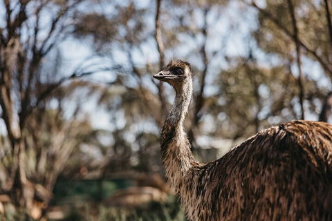 Wave Rock, York, Wildflowers, And Aboriginal Cultural Day Tour From Perth - Sydney 4u 4