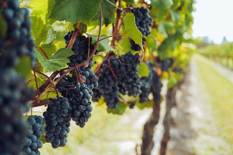 Yarra Valley 2-6 Guests With Lunch And Gin Tasting At Four Pillars - Sydney 4u 1
