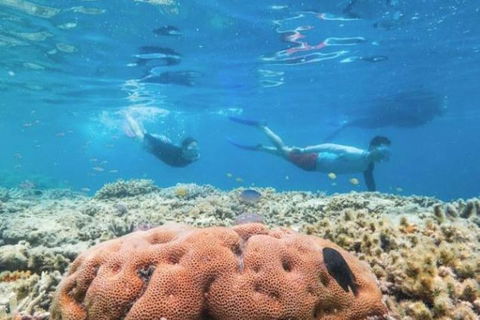 Great Barrier Reef Day Cruise To Reefworld - Sydney 4u 1