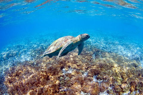 Great Barrier Reef Day Cruise To Reefworld - Sydney 4u 5
