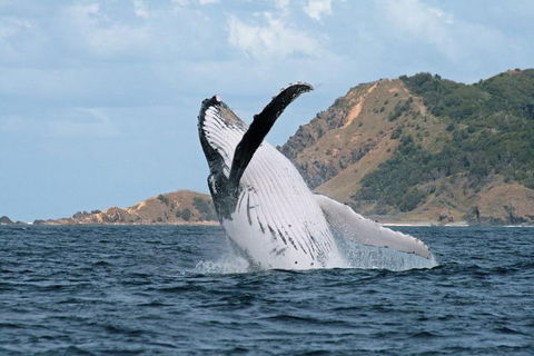 Byron Bay Whale Watching Cruise - Sydney 4u 0