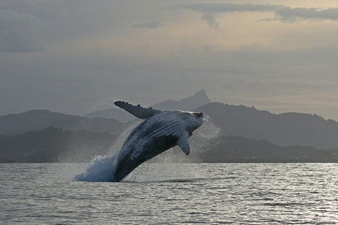 Byron Bay Whale Watching Cruise - Sydney 4u 1