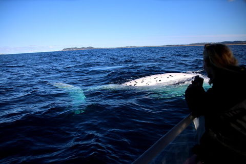 Byron Bay Whale Watching Cruise - Sydney 4u 2
