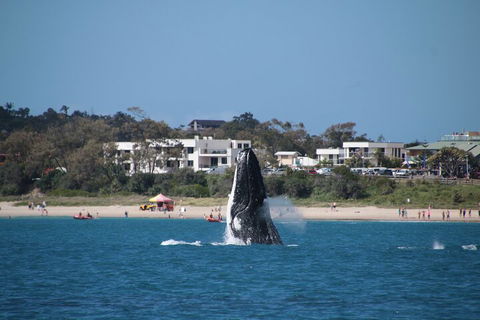 Byron Bay Whale Watching Cruise - Sydney 4u 3
