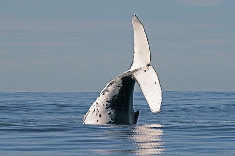 Byron Bay Whale Watching Cruise - Sydney 4u 4