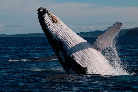 Byron Bay Whale Watching Cruise - Sydney 4u 5