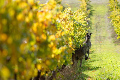 Margaret River 3 Day Escape - Sydney 4u 4