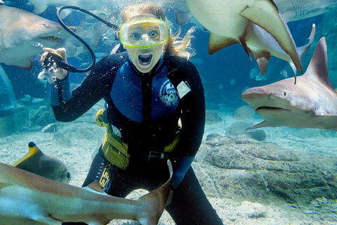 Shark Dive Experience At SEA LIFE Melbourne Aquarium - Accommodation Sydney 0