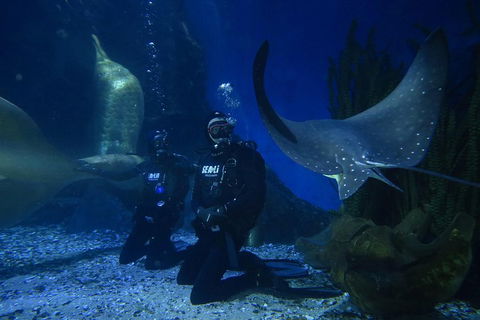 Shark Dive Experience At SEA LIFE Melbourne Aquarium - Accommodation Sydney 1