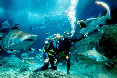 Shark Dive Experience At SEA LIFE Melbourne Aquarium - Accommodation Sydney 3