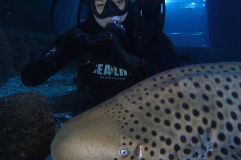 Shark Dive Experience At SEA LIFE Melbourne Aquarium - Accommodation Sydney 5