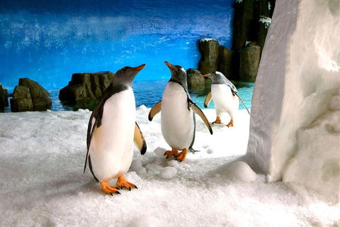 Penguin Passport At SEA LIFE Melbourne Aquarium - Accommodation Sydney 1
