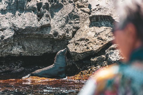 Adventure Rottnest Tour With Ferry & Adventure Cruise From Perth Or Fremantle - Sydney 4u 1