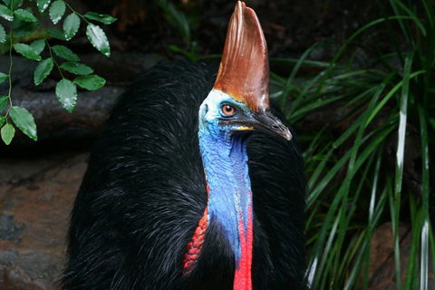 Cape Tribulation, Daintree Rainforest And Wildlife Tour - Sydney 4u 5