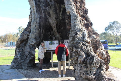 Barossa And Hahndorf Day Trip From Adelaide Including Wine Tasting And Lunch - Sydney Resort 1