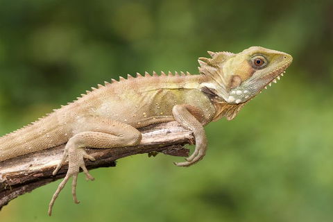 Atherton Tablelands Rain Forest By Night From Cairns - Accommodation Sydney 1