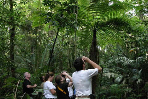 Atherton Tablelands Rain Forest By Night From Cairns - Accommodation Sydney 3