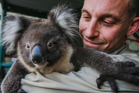 Kangaroos & Koala Encounter Experience (Half Day Private Tour) - Accommodation Sydney 0