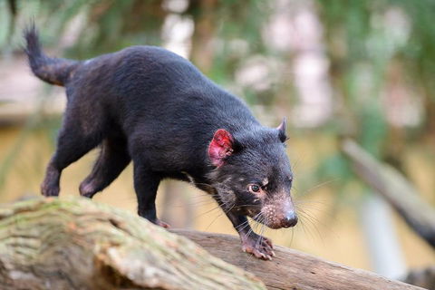 Kangaroos & Koala Encounter Experience (Half Day Private Tour) - Accommodation Sydney 1