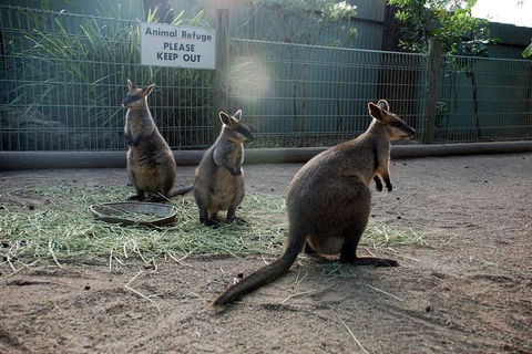 Kangaroos & Koala Encounter Experience (Half Day Private Tour) - Accommodation Sydney 2