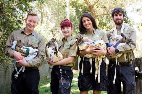 Kangaroos & Koala Encounter Experience (Half Day Private Tour) - Accommodation Sydney 3