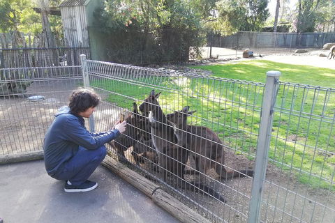 Kangaroos & Koala Encounter Experience (Half Day Private Tour) - Accommodation Sydney 4