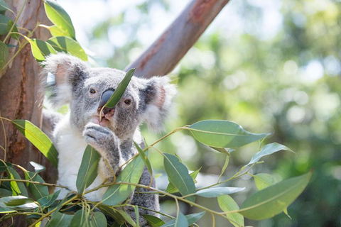 Kangaroos & Koala Encounter Experience (Half Day Private Tour) - Accommodation Sydney 5