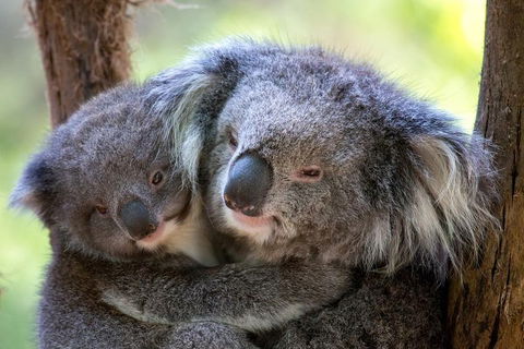 Healesville Sanctuary General Entry Ticket - Accommodation Sydney 0