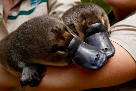Healesville Sanctuary General Entry Ticket - Accommodation Sydney 1